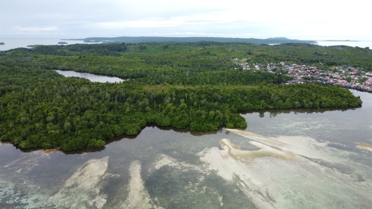 Ekosistem mangrove pesisir
